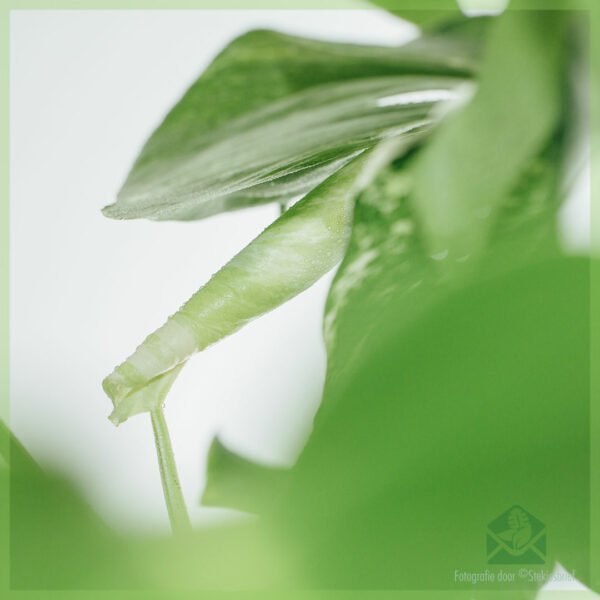 Acheter plante trou blanc Monstera Variegata