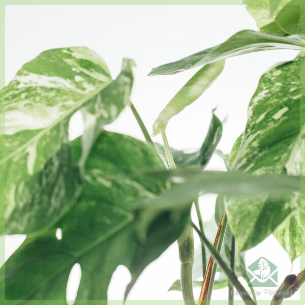 Mua cây lỗ trắng Monstera Variegata