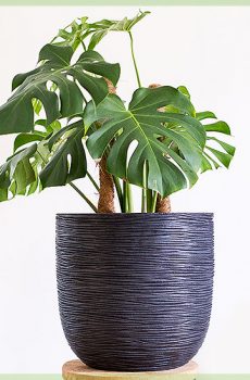 Monstera deliciosa stor växt i prydnadskruka