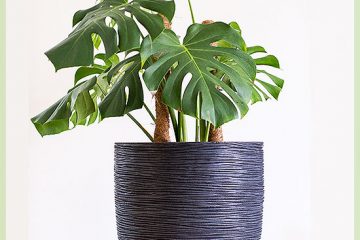 Monstera deliciosa tanduran gedhe ing pot hias