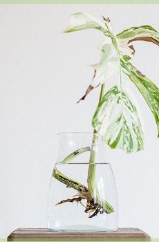 Monstera deliciosa variegata - Режещо писмо