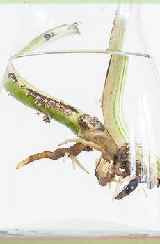 Monstera deliciosa variegata - Schneidbréif