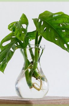 řezání monstera obliqua maska ​​opice