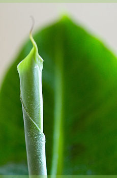 Musa dwarf cavendish bananenplant