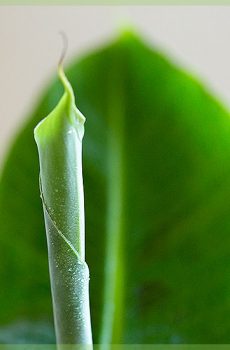 Musa cavendish bananenplant stekjes in sierpot