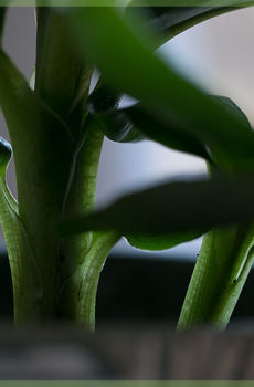 Musa cavendish banana plant