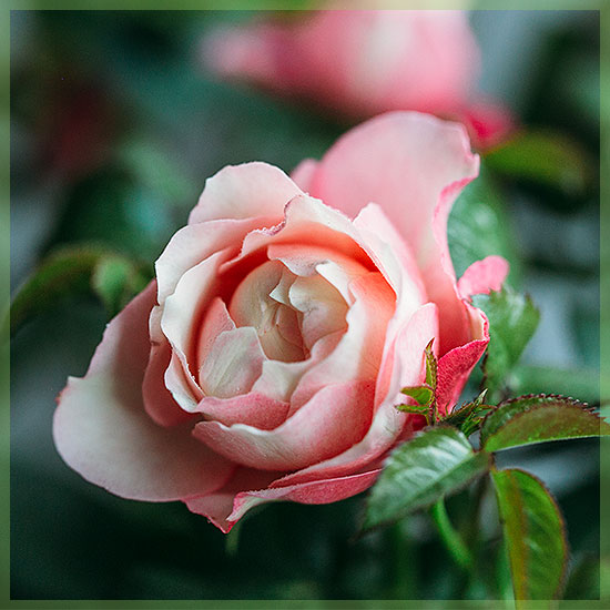 hrnkové růže v růžových barvách