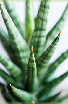 đường chân trời của sansevieria cylindrica