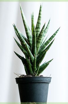 sansevieria cylindrica 스카이 라인