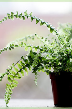 Nephrolepis varen en fittonia nerveplanten (in pot)