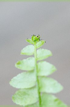 Nephrolepis Farn Stecklinge Stecklinge Brief