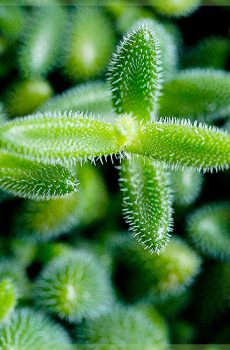 Delosperma echinatum 작은 오이 식물 Cuttingsbrief.NL