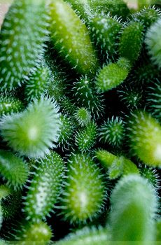 Delosperma echinatum Gherkin 植物Cuttingsbrief.NL