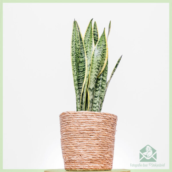 Sansevieria trifasciata laurentii - Vrouwentong kopen