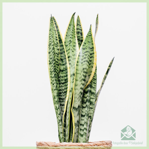 Sansevieria trifasciata laurentii - Aĉetu Sinjorinon