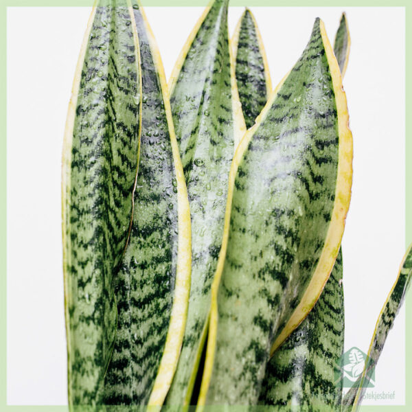 Sansevieria trifasciata laurentii - Vrouwentong kopen