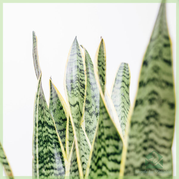 Sansevieria trifasciata laurentii - Aĉetu Sinjorinon