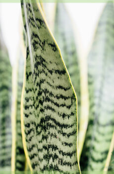 Sansevieria trifasciata laurentii - லேடியின் நாக்கை வாங்கவும்