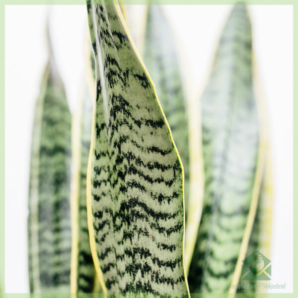 Sansevieria trifasciata laurentii - Kaaft Lady's Tongue