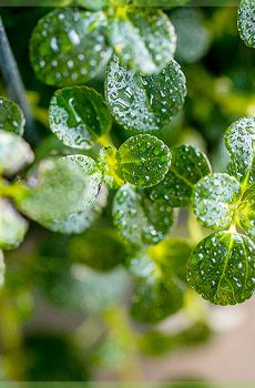 Cubiculum felicitas (Soleirolia soleirolii) Green