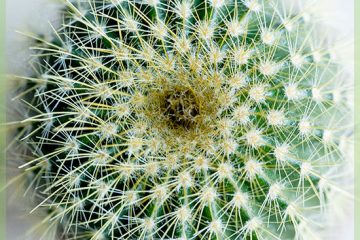 I-cactus encane embizeni yasenkulisa