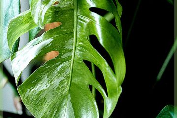 Stekjes en plantjes online kopen