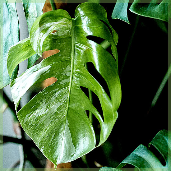 Monstera variegata trou plante - acheter jeune bouture