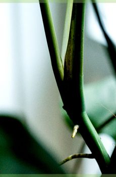 Monstera deliciosa variegata