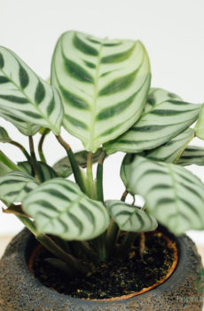 Köpa och ta hand om Maranta Leuconeura Amabilis