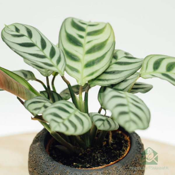 Koop en versorg Maranta Leuconeura Amabilis