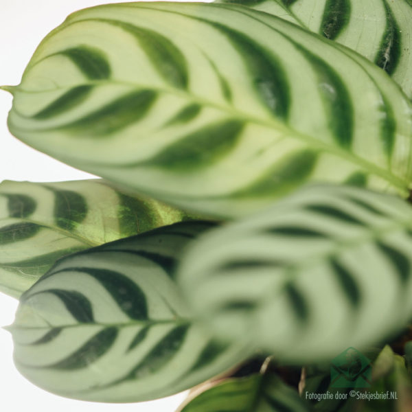 Kaafen a Betreiung fir Maranta Leuconeura Amabilis