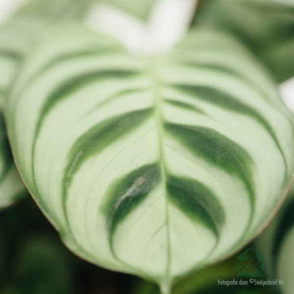 Acheter et prendre soin de Maranta Leuconeura Amabilis