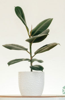 Rubberboom rubberplant Ficus el. Robusta kopen