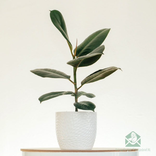 Rubberboom rubberplant Ficus el. Koop Robuust