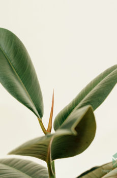 Purgamentum arboris Flexilis plantae Ficus el. Buy Robustus