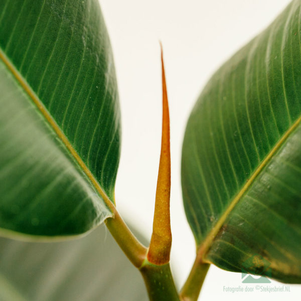 Pianta della gomma dell'albero della gomma Ficus el. Acquista Robusto