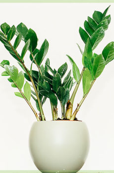 Zamioculcas Zamiifolia Easy Care houseplant