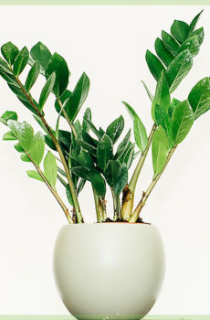 Zamioculcas Zamiifolia ایزی کیئر ہاؤس پلانٹ