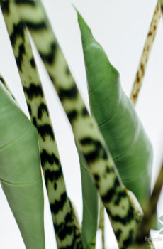 Alocasia Zebrina 120 cm