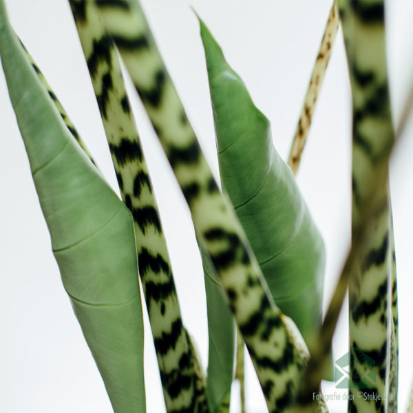 Ngựa Vằn Alocasia 120cm