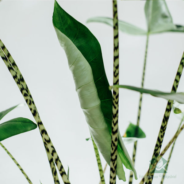 Ngựa Vằn Alocasia 120cm