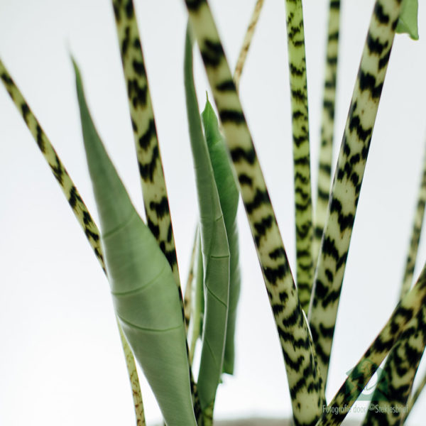 Alocasia Zebrina 120cm