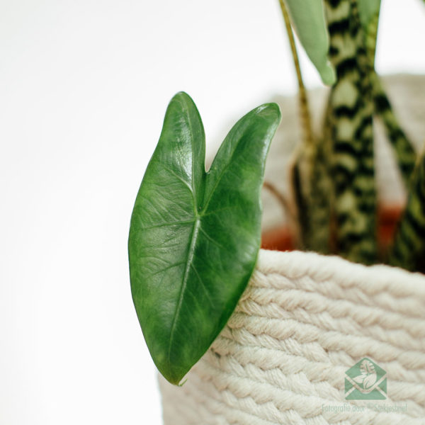 Alocasia Zebrina 120 cm