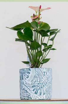 Anthurium růžové listy pokojová rostlina