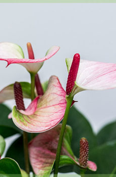 Anthurium růžové listy pokojová rostlina