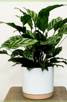 Calathea pot campuran 14cm