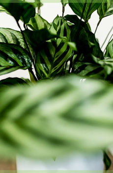 Smíšený hrnec Calathea 14 cm