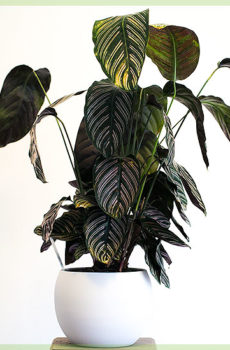 Calathea ornata sanderiana care