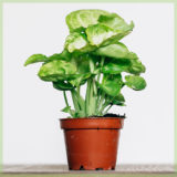Syngonium pixie verzorging tips