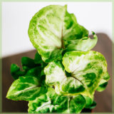 Syngonium pixie verzorging tips